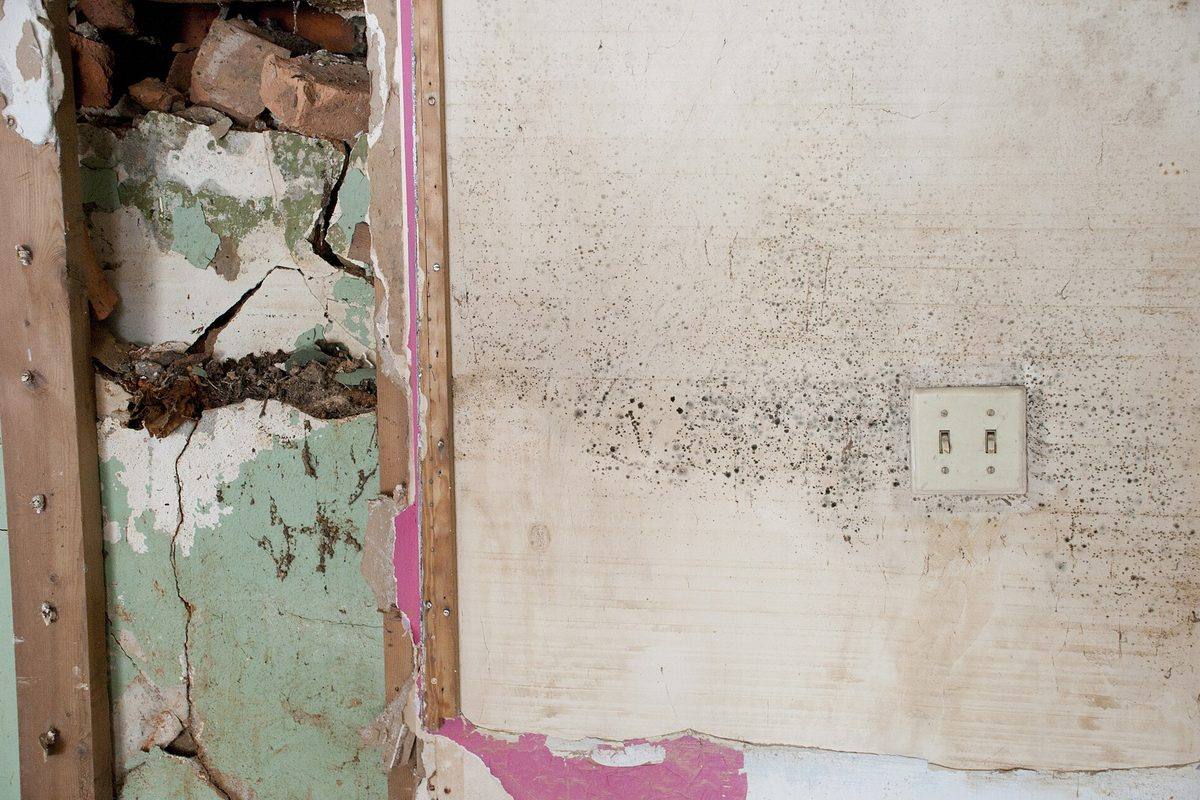 A wall in a flooded house with dark mold spots spreading above a light switch, the plaster beside it broken open.