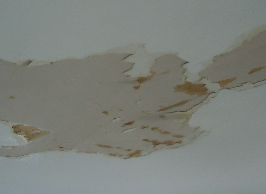 A white ceiling where the paint has peeled away in large flakes after moisture got in, with patches of bare, stained drywall paper showing.